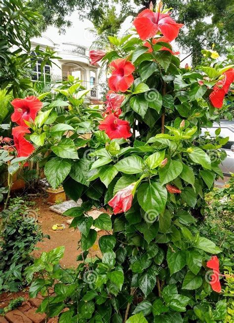 Well Watered Dianthus Red Hibiscus Flower Plant, For Garden, Summer Bloom at Rs 55/piece in ...