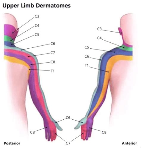 Radial nerve dermatome Archives - Samarpan Physiotherapy Clinic