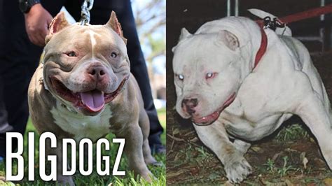 The World’s Ultimate Pit Bulls | BIG DOGZ - YouTube