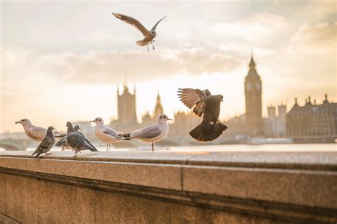 Wallpaper : London, birds, animals, photography, morning, bird, gull, seabird, wing ...