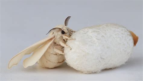 Silk Moth On Silk Cocoon Stock Footage Video 3200863 - Shutterstock