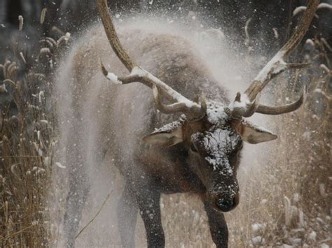 Omaha zoo's Wildlife Safari Park is set to open for 2018 season | Henry Doorly Zoo | omaha.com