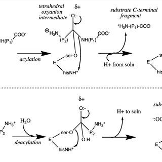 | Chymotrypsin catalytic mechanism. | Download Scientific Diagram