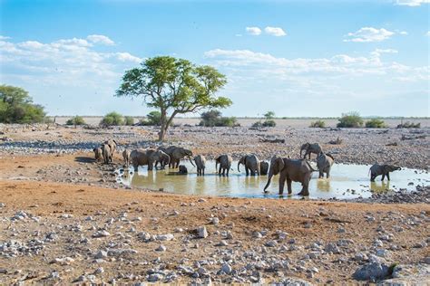 Safari in Etosha National Park: where the wildlife comes to you | Atlas ...