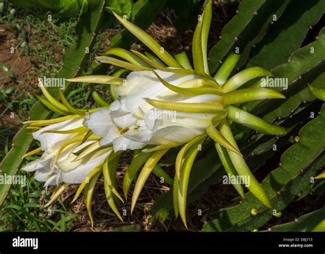 Pitaya Flower High Resolution Stock Photography and Images - Alamy