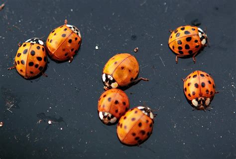 Massive ladybug swarm over California shows up on radar