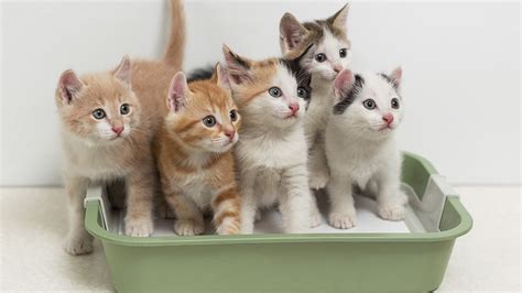 The 8 Best Kitten Litters for New Cats