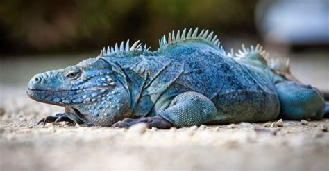 Blue Iguana Animal Facts | Cyclura lewisi - Wiki Point