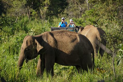 An Elephant Safari in Minneriya National Park | Man Vs Globe | UK Travel Blog