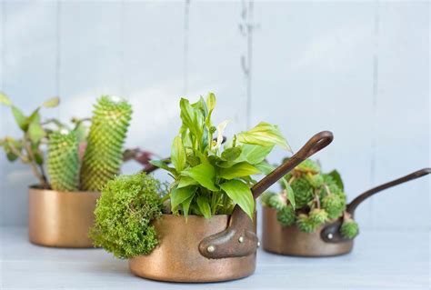 Creative Succulent Container Ideas