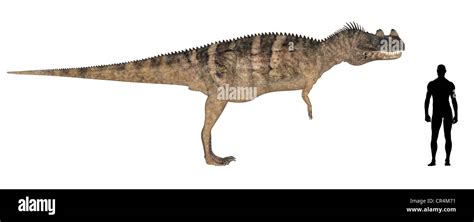 Illustration of a comparison of the size of an adult Ceratosaurus with an average adult male ...