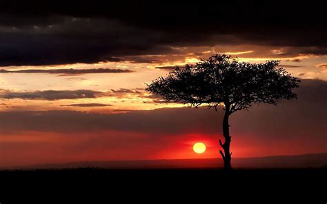 Nature, Sunset, Sun, Savanna, Wood, Tree, Evening, Lonely HD wallpaper | Pxfuel