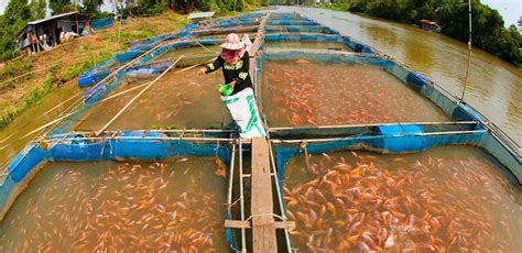 Fish Farm Hatchery Aquaculture Pond Filter System United Arab Emirates ...