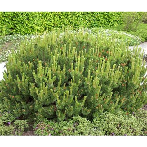 Buy Dwarf Mugo Pine Seeds Rarexoticseeds