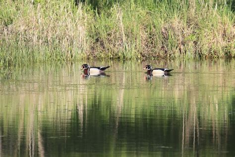 Free Images : nature, marsh, swamp, lake, pond, wildlife, reflection, fauna, duck, wetland ...