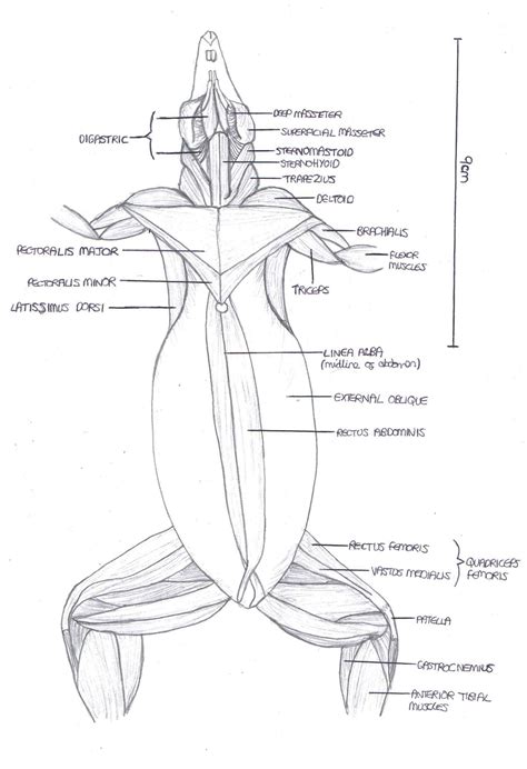 Anatomy of Rat Musculature, Ventral View