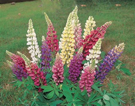 Lupin Seed | Flowers perennials, Sutton seeds, Flower seeds