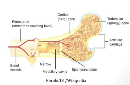 Bone Flashcards | Quizlet