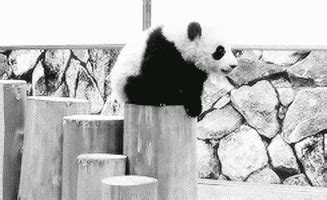 Baby Panda GIFs - Find & Share on GIPHY