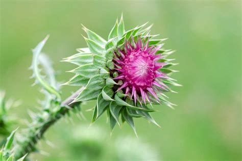 How to Plant and Grow Milk Thistle | luv2garden.com