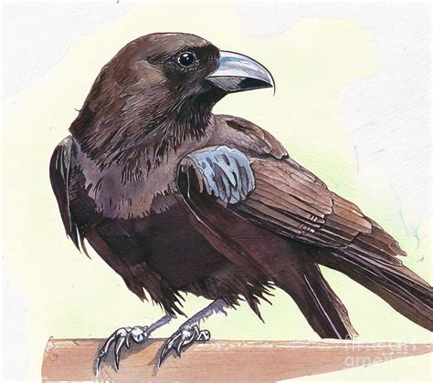 Painting Raven 7 bird black nature animal raven b Painting by N Akkash - Fine Art America