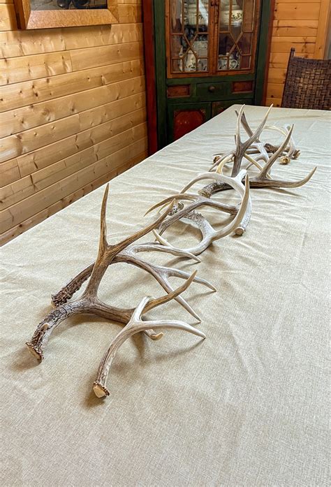 Natural Mule Deer Antlers. FRESH Finds ANY SIZE. Crafting. - Etsy Canada