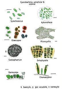 Morphology Of Cyanobacteria