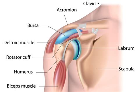 Shoulder Pain & Injuries - Ohio Therapy Centers - Northeast Ohio