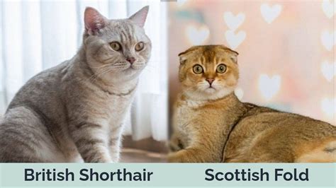 British Shorthair vs Scottish Fold Cats: The Differences (With Pictures) | Hepper