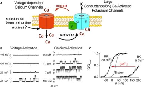 (A) Cartoon of voltage-dependent calcium channel and BK | Open-i