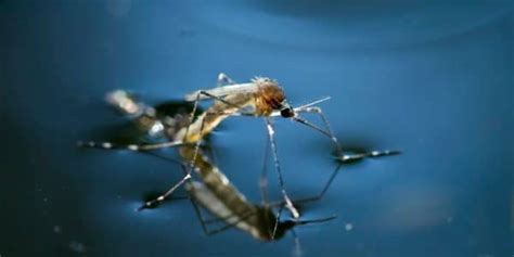 Importance of Mosquito Control - Macon Mosquito Abatement District