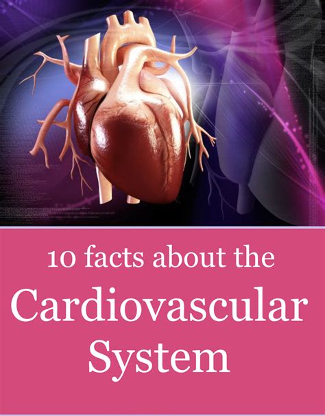 KNOW YOUR HEART. 10 Facts about the Cardiovascular system... - Vistasol ...