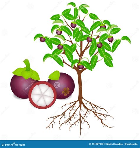 Mangosteen Tree with Roots and Fruits on White. Stock Vector ...