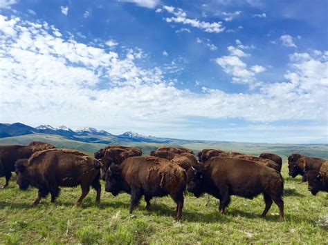 Raising Bison For Meat in Montana | Agriculture Proud Podcast 019 – Beef Runner