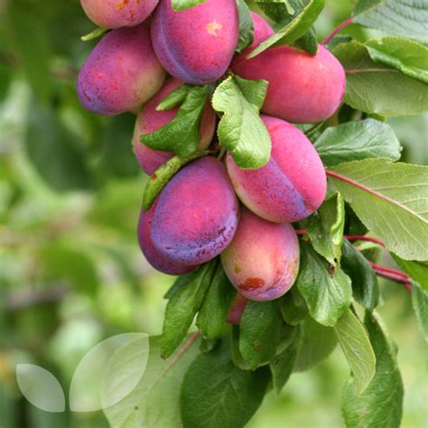 Fruit Trees - Home Gardening Apple, Cherry, Pear, Plum: Bare Root Fruit ...