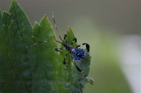 leaf footed bug nymph | Jessica Walliser