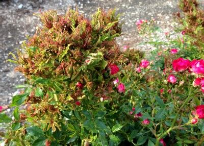 Rose Rosette Disease - Neil Sperry's GARDENS