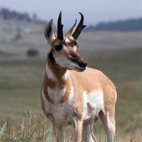 Antelope in Alberta? Pronghorn Species Profile - Alberta Institute For ...