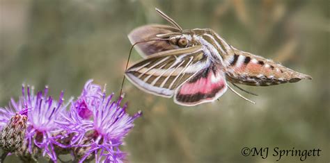 hummingbird moth | MJ Springett