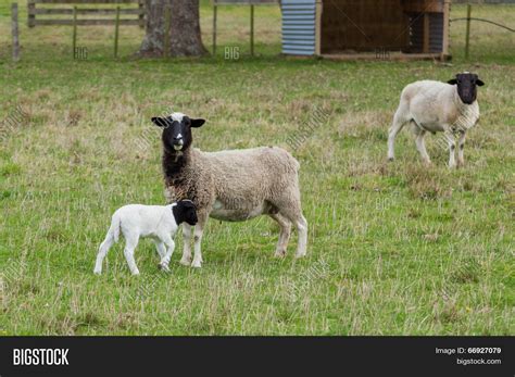 Dorper Sheep Image & Photo (Free Trial) | Bigstock