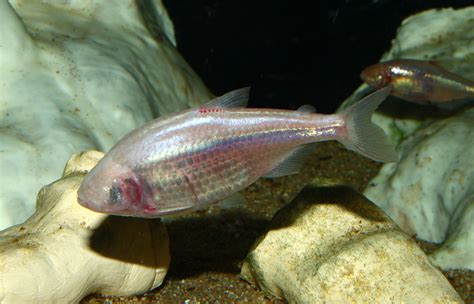 Real Monstrosities: Blind Cavefish