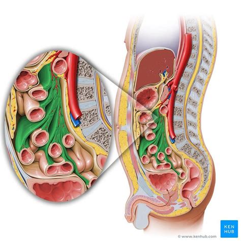 Pin by Aniko Kovacs on najib in 2021 | Medical knowledge, Body anatomy ...