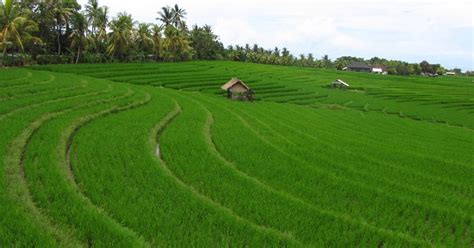 GEMA DESTINASI WISATA REGIONAL ( GEDEWIR ) : SAWAH TERASERING DI BALI