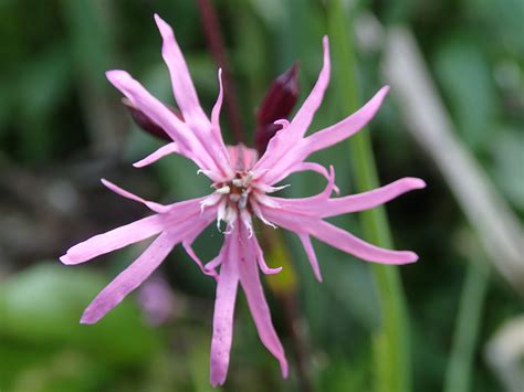 Ragged Robin by Duncan Coleman | Herbaceous perennials, Perennial ...