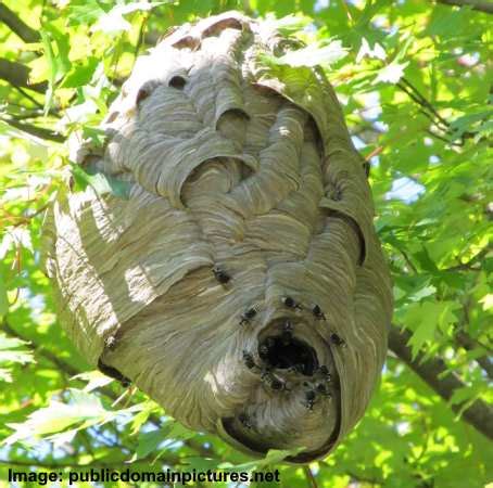 Types of Hornets: Nest, Size, Color (With Pictures) - Identification Guide