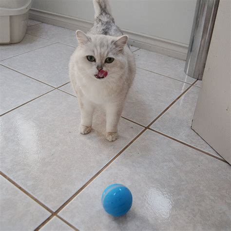 Peppy Pet Ball Interactive Pet Ball - Top-Rated Interactive Pet Toy – Trusted Deal Source