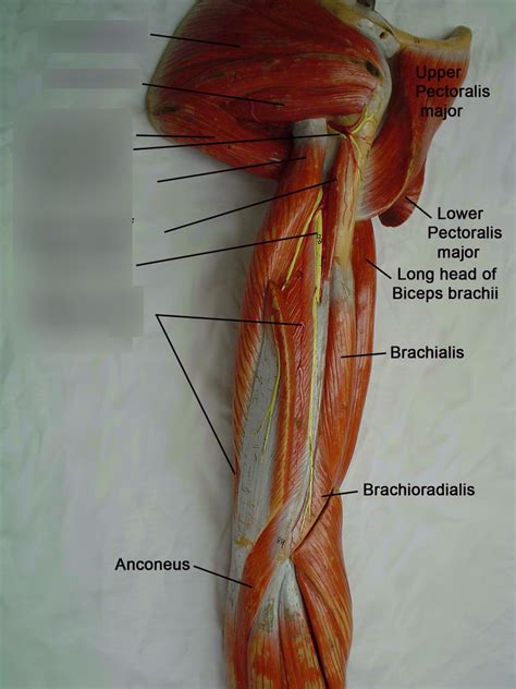 Triceps Brachii Medial Head