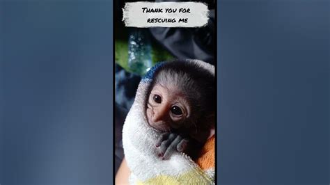 Baby Monkey🐒 just rescued - YouTube