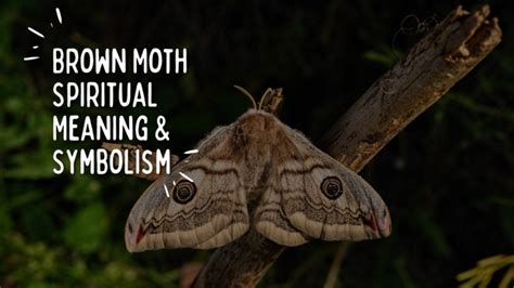 Brown Moth Spiritual Symbolism (Top 9 Meanings) - Give Me History