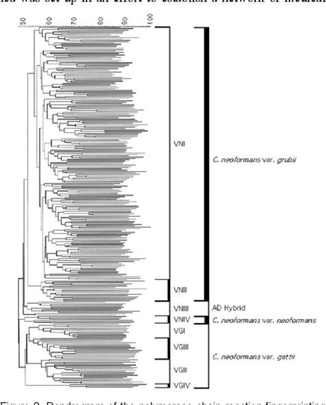 Infection by Cryptococcus neoformans | Semantic Scholar